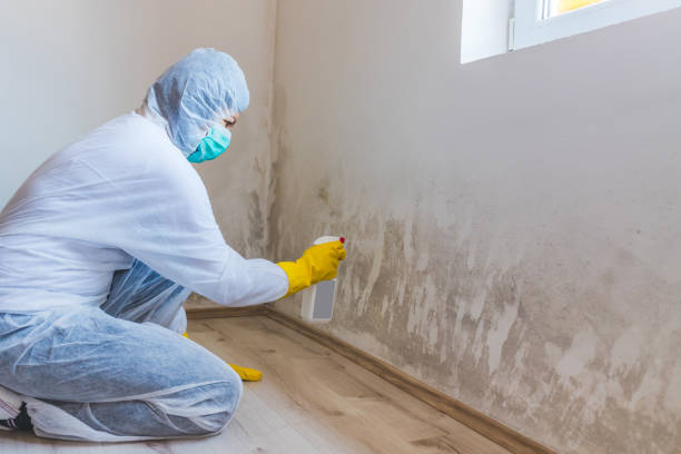 Licensed Black Mold Removal service in Marlboro, NJ - WQB Mold Removal