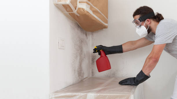 Professional Black Mold Removal technician working in Marlboro, NJ