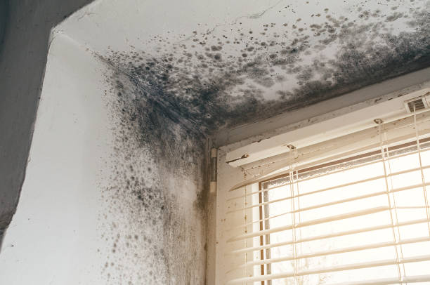 Affordable Black Mold Removal solutions in Marlboro, NJ